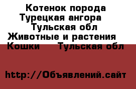 Котенок порода Турецкая ангора. - Тульская обл. Животные и растения » Кошки   . Тульская обл.